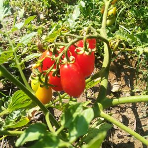 Pomodori