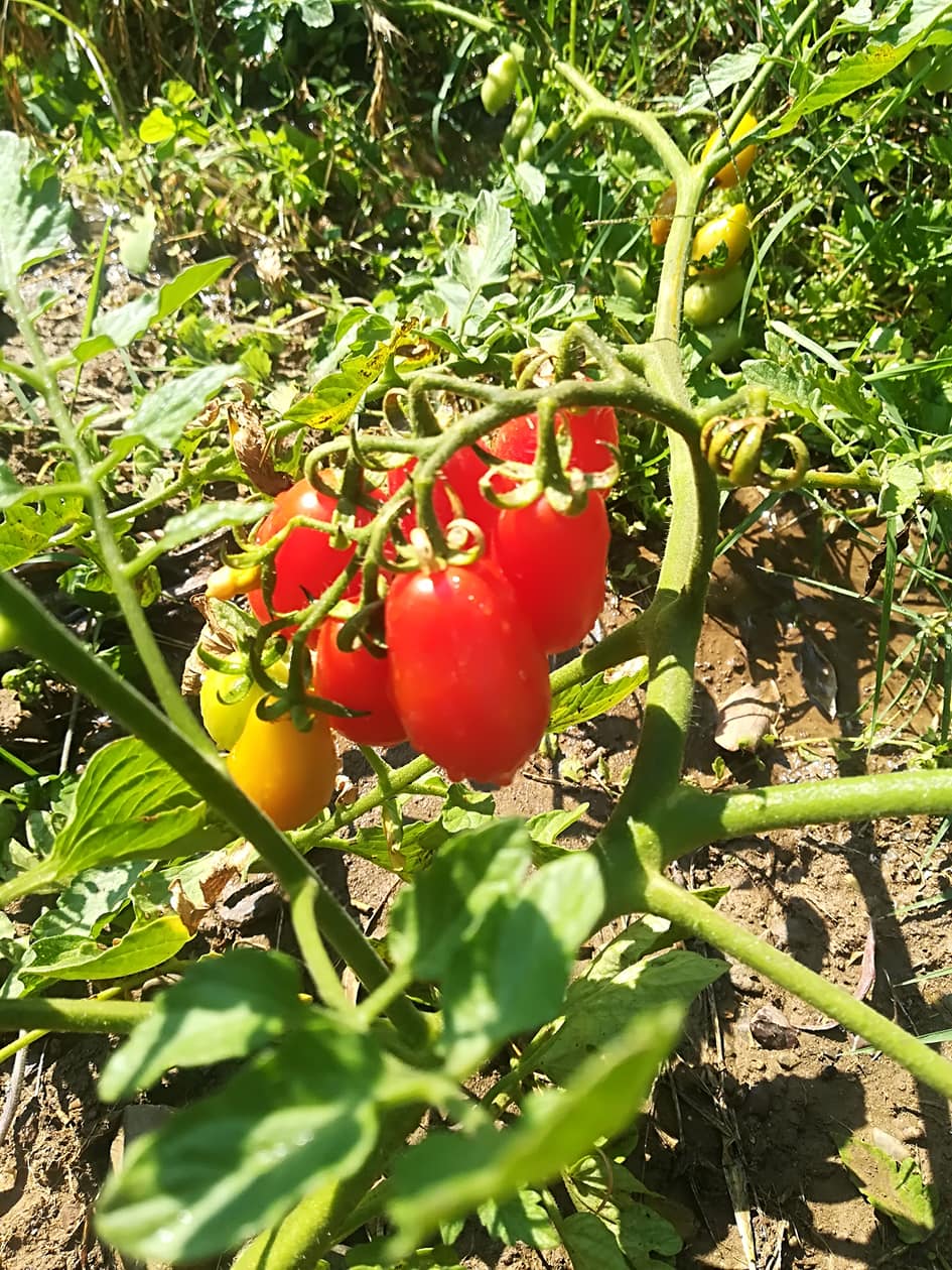 Pomodori